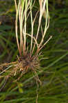 Shortbeak sedge